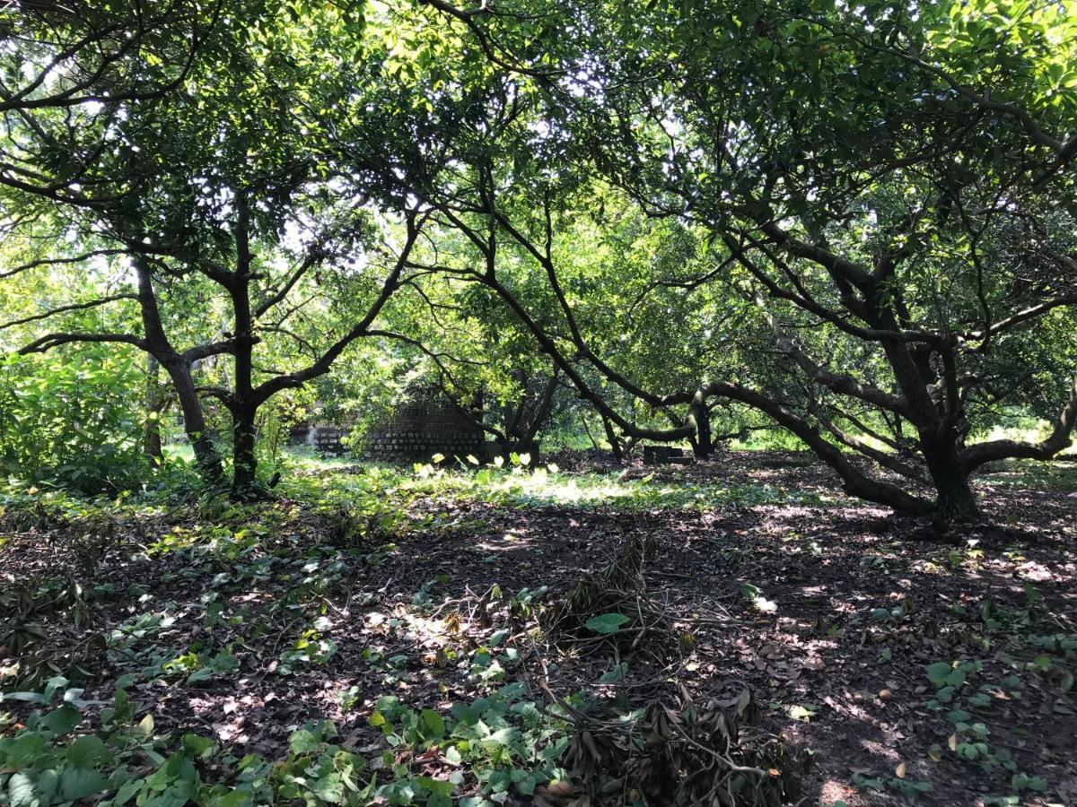 Zohra Baugh, A Green & Organic Farmhouse Stay With All Amenities Dahanu Exteriör bild