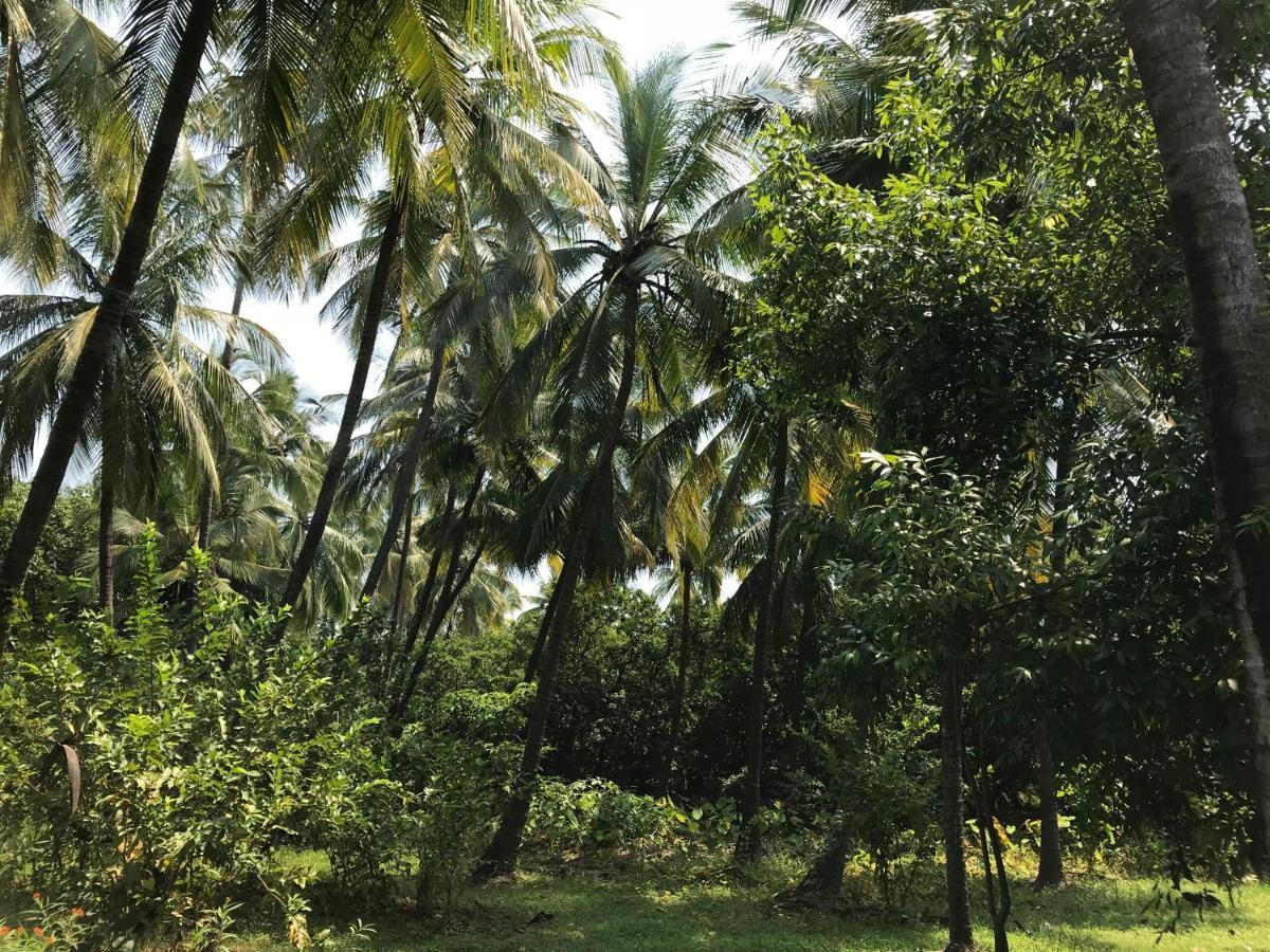 Zohra Baugh, A Green & Organic Farmhouse Stay With All Amenities Dahanu Exteriör bild